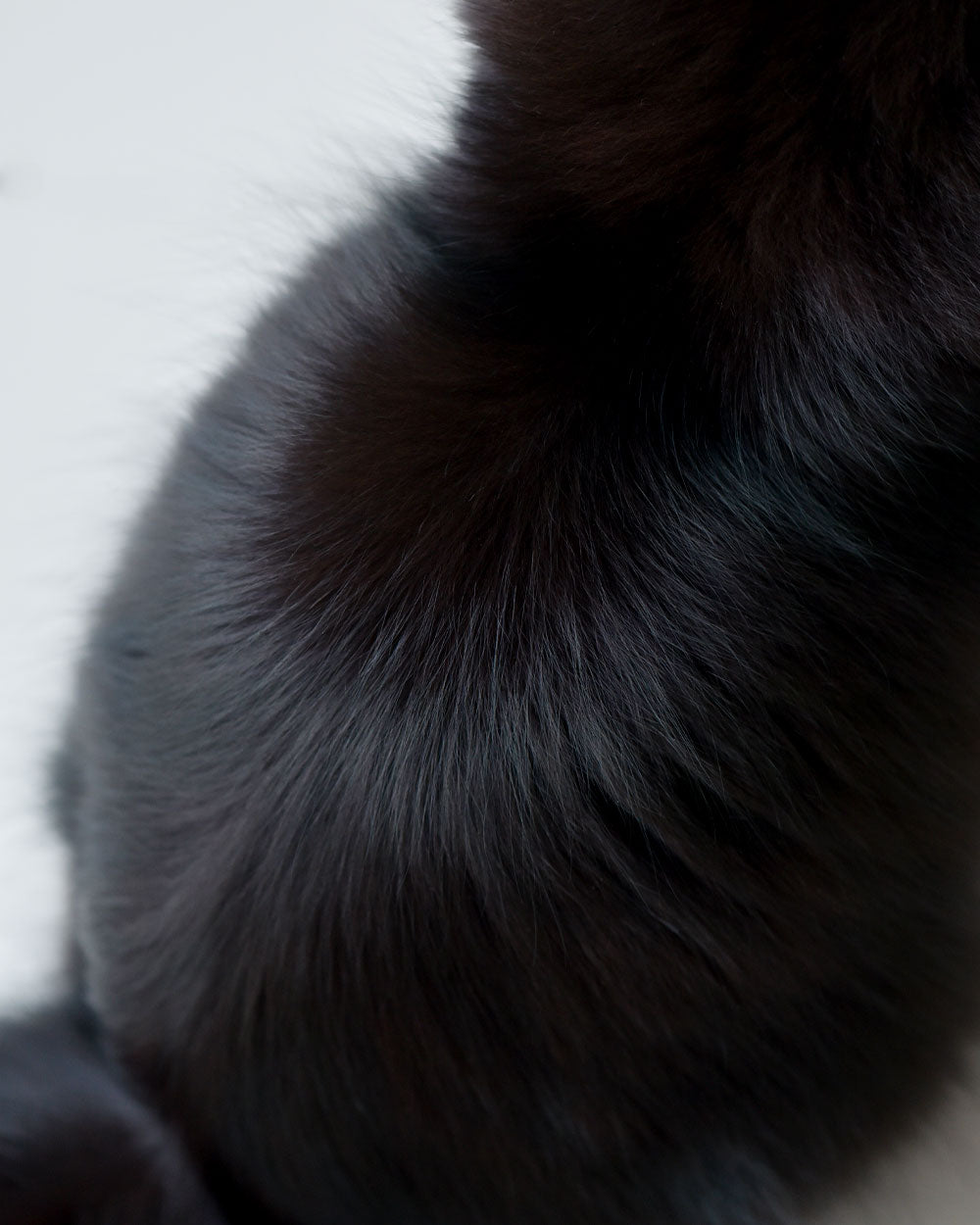 On-Location Cat Grooming