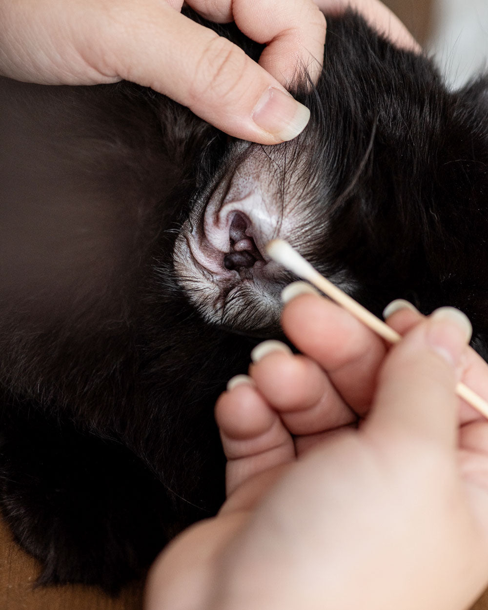 On-Location Cat Grooming