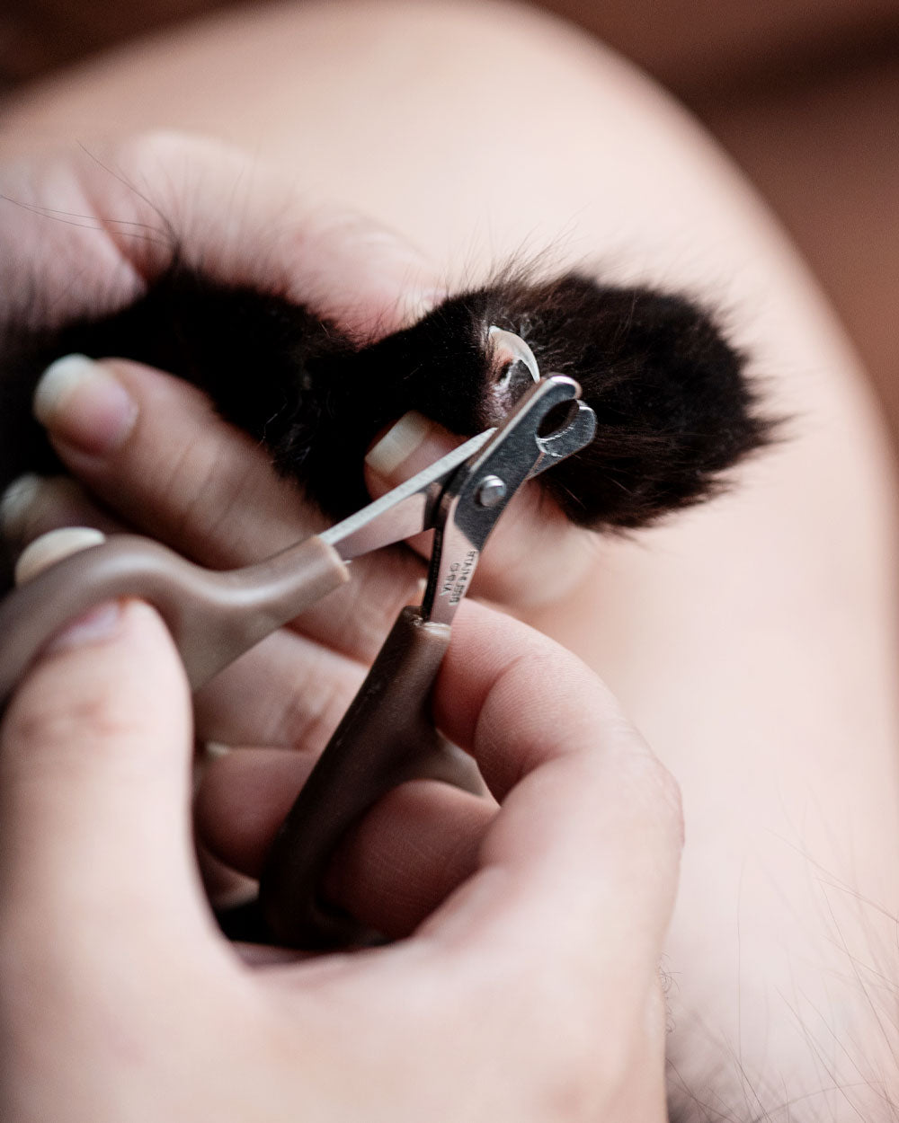 On-Location Cat Grooming