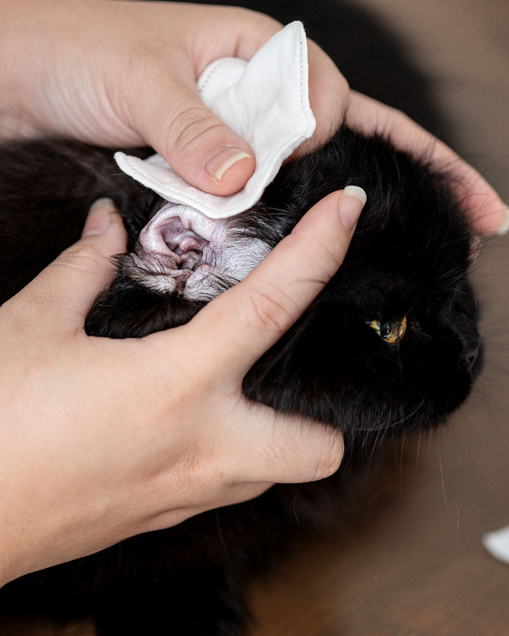 Learn How to Groom Your Cat at Home