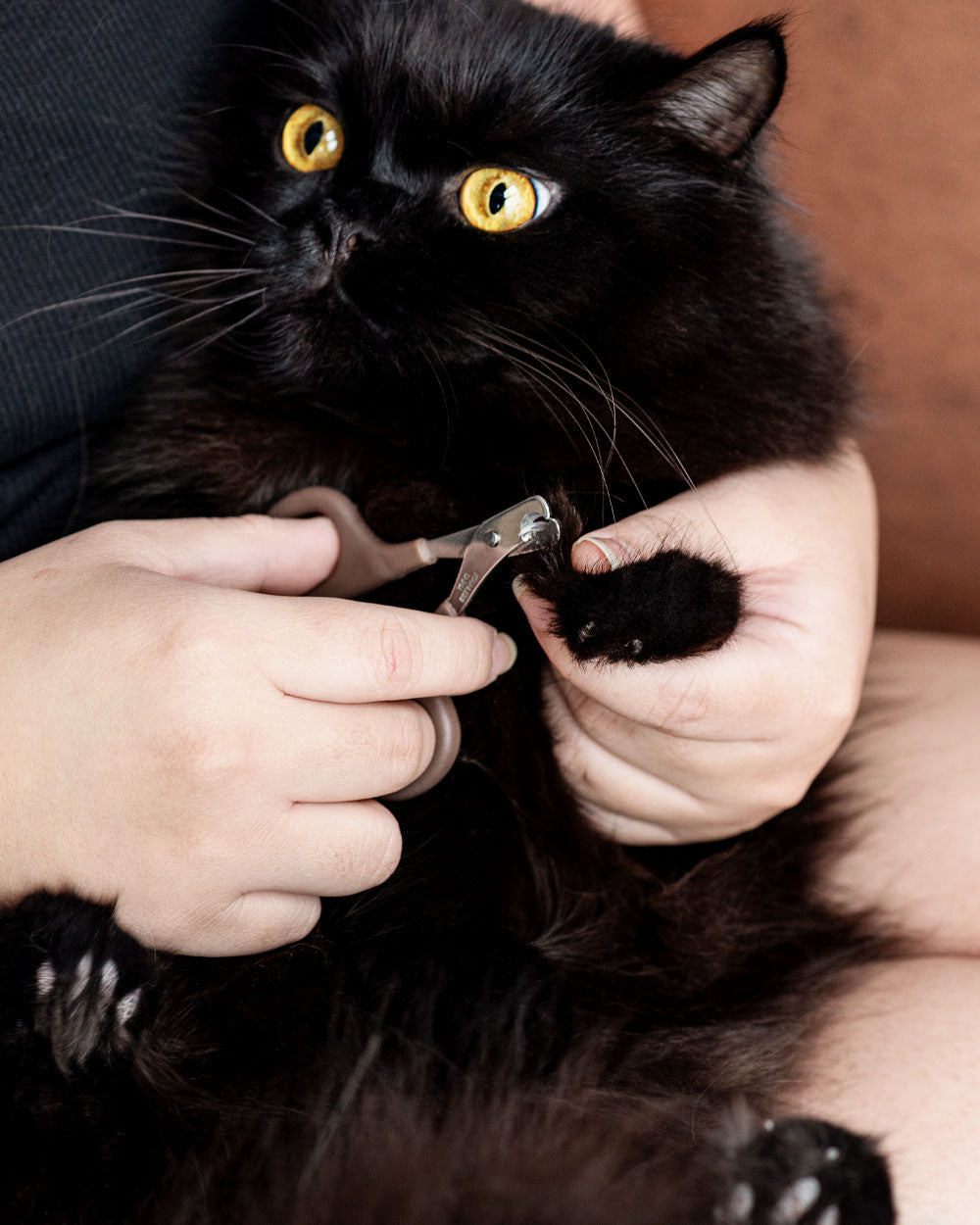 Learn How to Groom Your Cat at Home