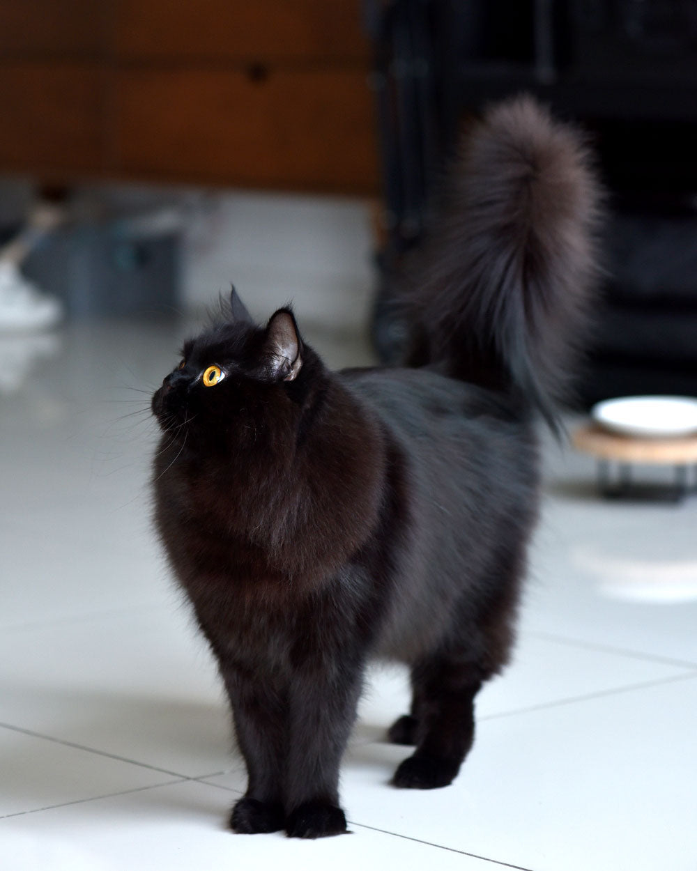 On-Location Cat Grooming