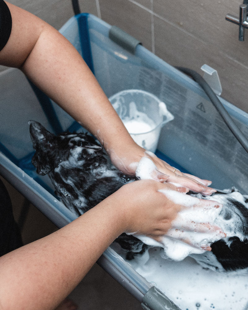 Learn How to Groom Your Cat at Home